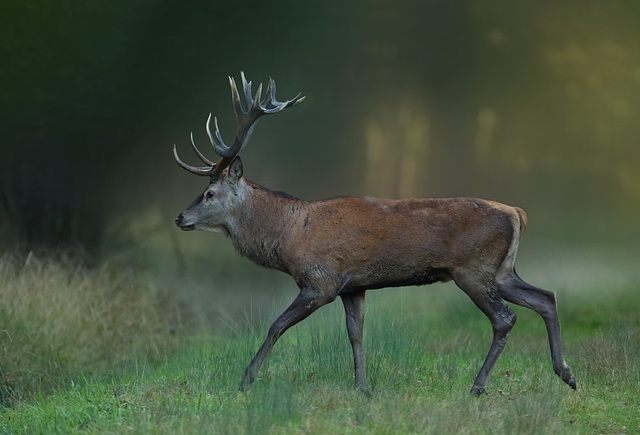 Cerf du matin  (77).