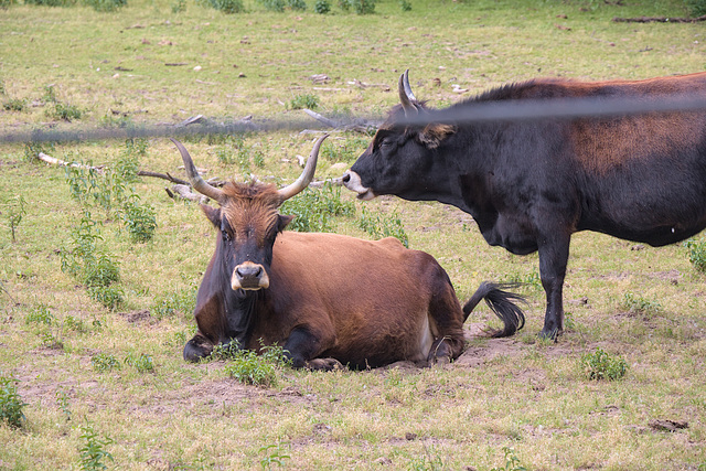 Animal Park Rheinauer Wald