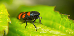 Die Gemeine Blutzikade (Cercopis vulnerata) hat sich rausgetraut :))  The common leafhopper (Cercopis vulnerata) has dared to come out :))  La cicadelle commune (Cercopis vulnerata) a osé sortir :))