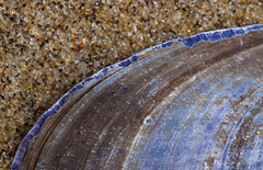 Blaue Miesmuschel