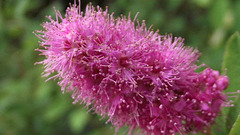 DSCF8777