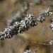 Desert Lavender