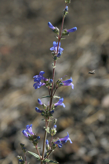 Rydberg's Penstemon