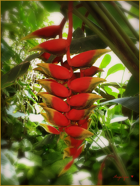 Heliconia.............Bon mardi à tous !