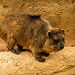 Rock hyrax