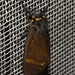 IMG 2397 Moth