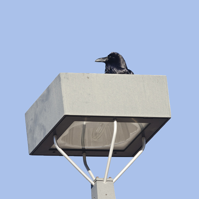 Common Raven