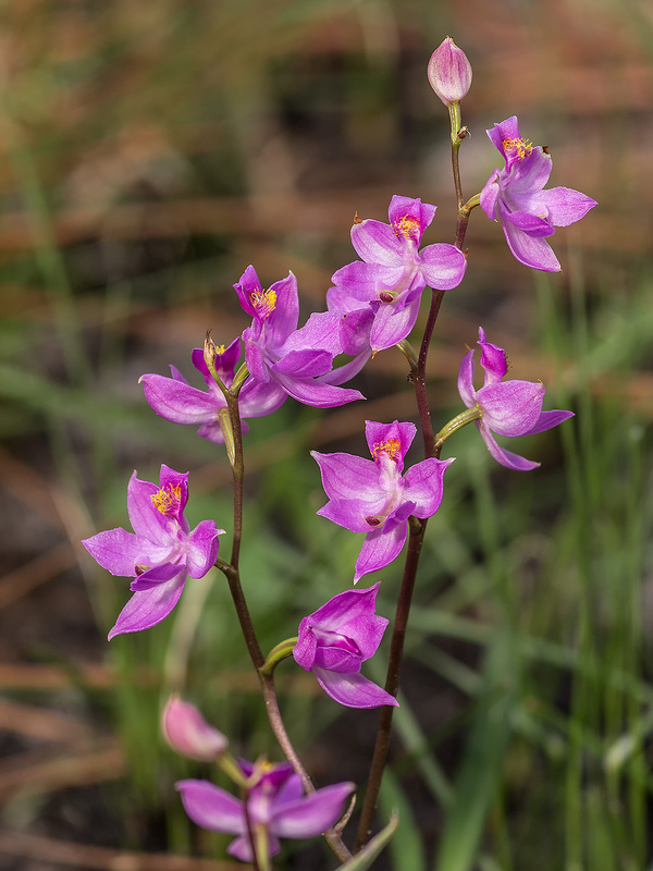 Calopogon multiflorus (Manyflowered Grass-pink orchid)