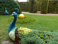 283 Die gepflanzten Pfauen - ein Kunstwerk im Pillnitzer Schlosspark