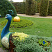 283 Die gepflanzten Pfauen - ein Kunstwerk im Pillnitzer Schlosspark