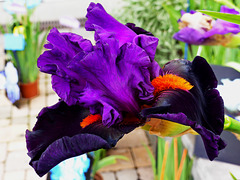 Meraviglia della natura - Iris nero