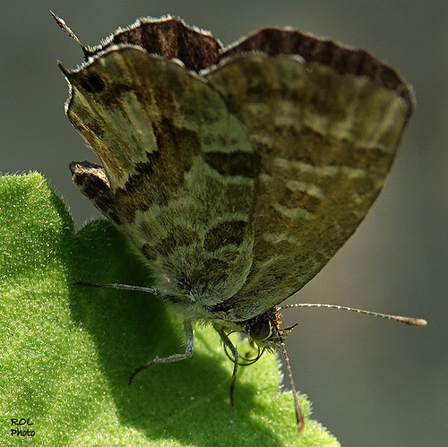 Brun/vert... bon H.A.N.W.E.