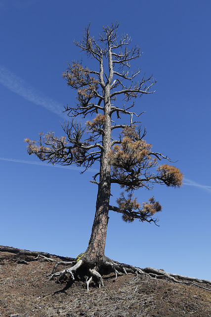 Dead Tree