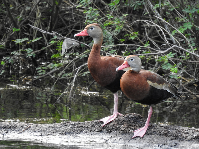 Day 9, Black-bellied Whistling Ducks, Resaca de la Palma, Texas