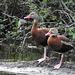 Day 9, Black-bellied Whistling Ducks, Resaca de la Palma, Texas