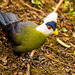 white crested turaco