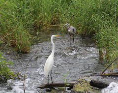 19/50 grande aigrette-great egret