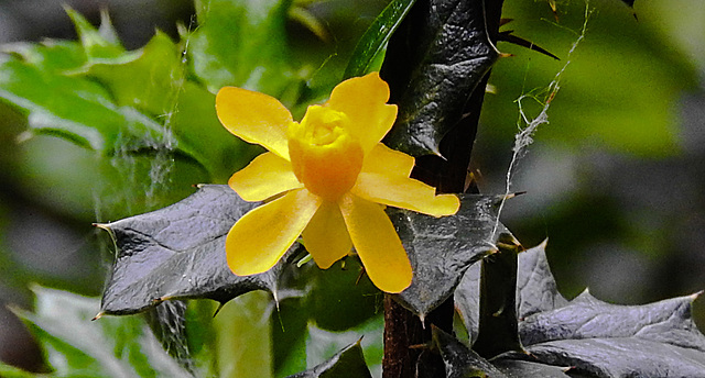 20210605 0420CPw [D~LIP] Dotterberberitze (Berbris 'Stenophylla'), Bad Salzuflen