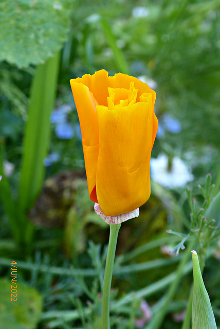 fleurs du jardin 1/4