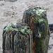 Weathered groyne post