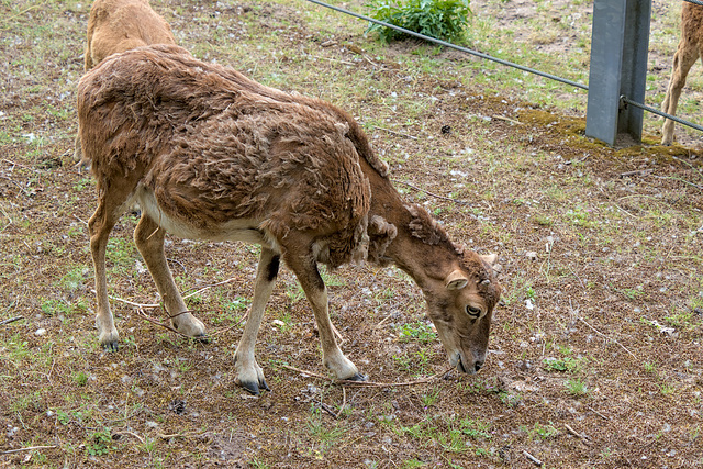 Wildgehege Rheinauer Wald