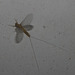 IMG 2387 Mayfly