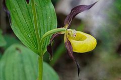 Die Königin der einheimischen Orchideen - The Queen Among Native Orchids Die Königin der einheimischen Orchideen - The Queen Among Native Orchids