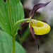 Die Königin der einheimischen Orchideen - The Queen Among Native Orchids