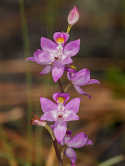 Calopogon multiflorus (Manyflowered Grass-pink orchid)