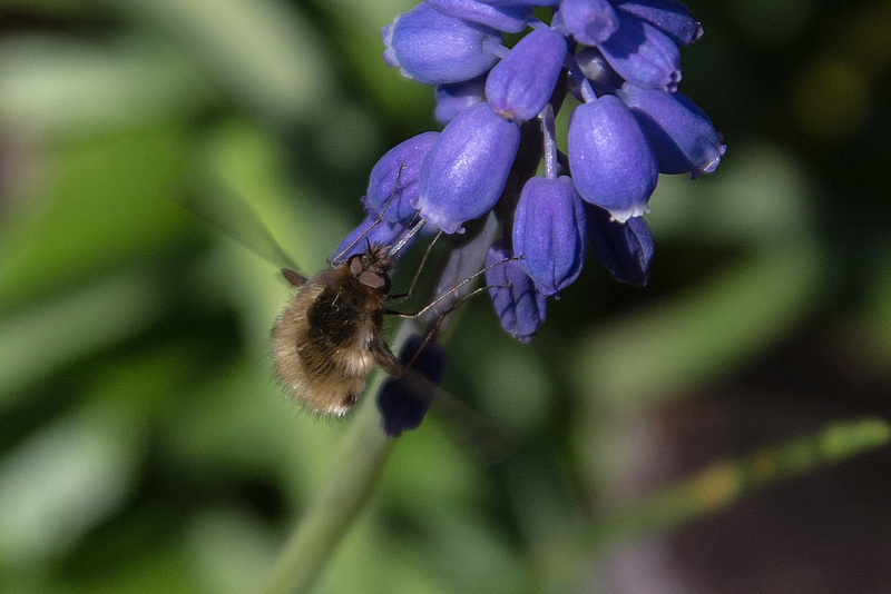 20150421 7734VRAw [D~RI] Wollschweber ( Bombylius major), [Hummelschweber] [Trauerschweber] [Trauerfliege], Traubenhyazynthe (Muscari), Rintel