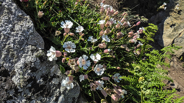 20190610 4978CPw [R~GB] Einblütiges Leimkraut (Silene uniflora), Farn, Wanderung auf dem Pembrokeshire-Coast-Path, Cwm yr Eglwys, Dinas, Wales