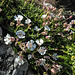 20190610 4978CPw [R~GB] Einblütiges Leimkraut (Silene uniflora), Farn, Wanderung auf dem Pembrokeshire-Coast-Path, Cwm yr Eglwys, Dinas, Wales