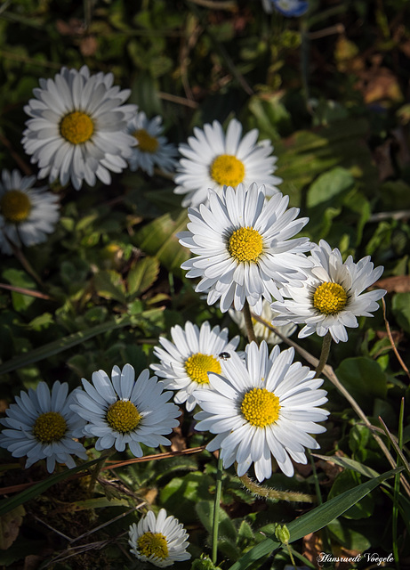 Gänseblumen