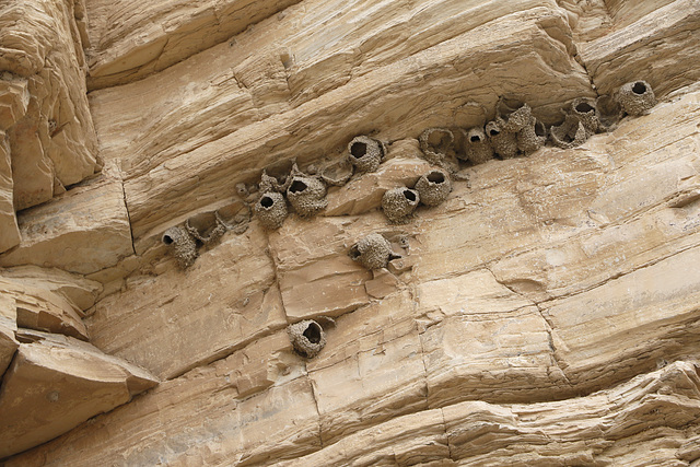 Cliff Swallow Nests