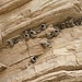 Cliff Swallow Nests