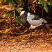 Blacksmith lapwing