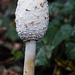 Nov 3: shaggy ink cap