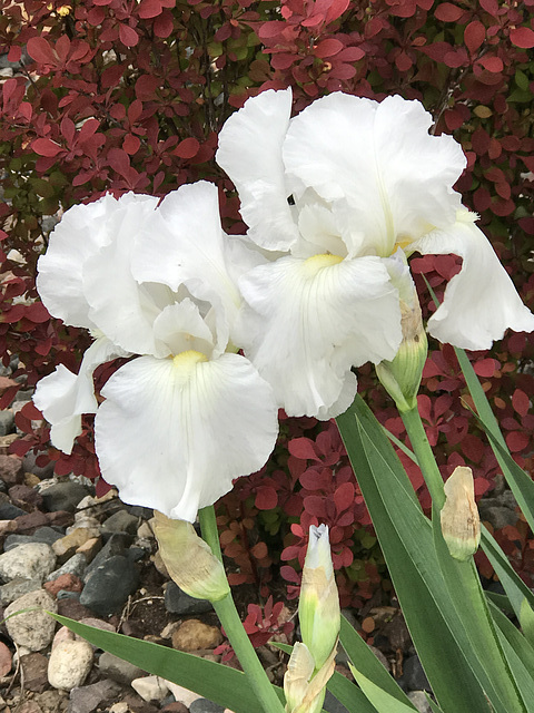 a good spring for the iris