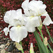 a good spring for the iris