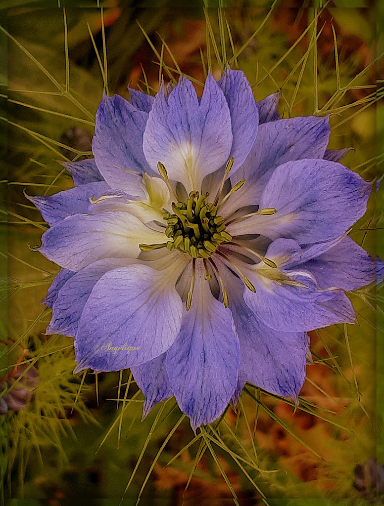 Nigelle de Damas ?........Bon we à tous !