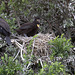 Deux jeunes cormorans (grand) avec un parent