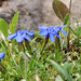 Frühlings-Enzian - (Gentiana verna)