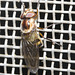 IMG 2383 Hoverfly