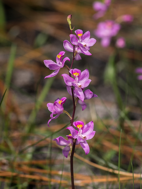 Calopogon multiflorus (Manyflowered Grass-pink orchid)