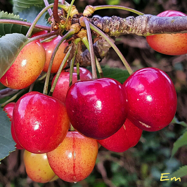 Cerises de l'année. .