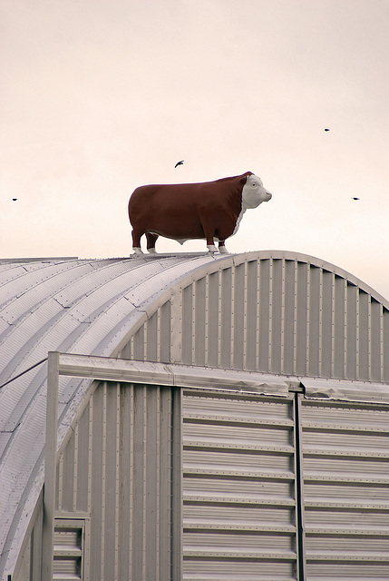 Where The Cow Sits High In The Sky