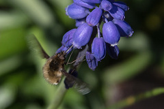 20150421 7735VRAw [D~RI] Wollschweber ( Bombylius major), [Hummelschweber] [Trauerschweber] [Trauerfliege], Traubenhyazynthe (Muscari), Rintel