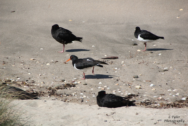 Oyster Catchers