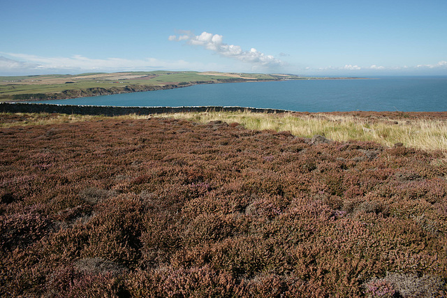 Heather On The Mull Of Galloway