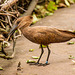 Hammerkop